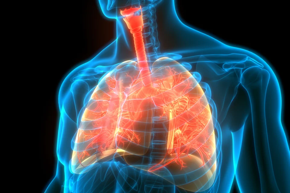 3D model of a chest with the lungs highlighted