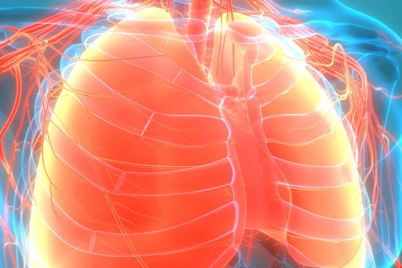 Lungs-Illustration showing human lungs with ribcage, trachea, and blood vessels.